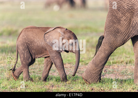 African elephant (Loxodonta africana)young calf and mother. Amboseli National Park.Kenya Stock Photo