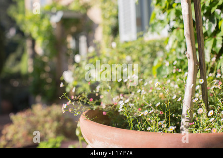 Delicate flowers growing in pot in sunny garden Stock Photo