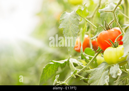 Close up of tomatoes, growing on vines Stock Photo