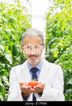 Portrait of botanist holding ripe tomato in greenhouse Stock Photo