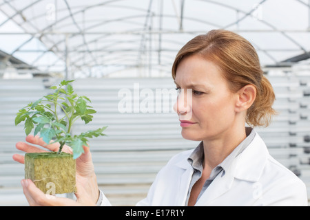 Botanist examining plant in greenhouse Stock Photo