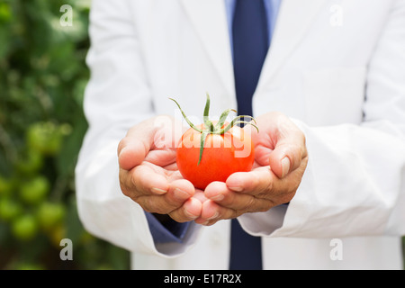 Botanist holding ripe tomato Stock Photo