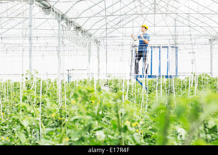 Worker adjusting sprinklers in greenhouse Stock Photo