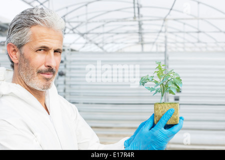 Portrait of confident botanist holding tomato plant in greenhouse Stock Photo