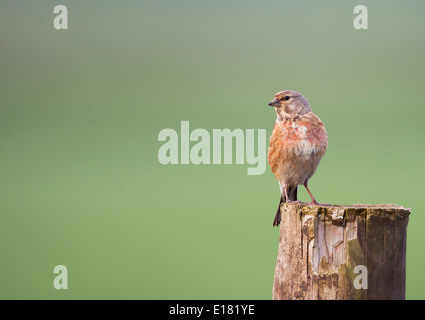 Female Linnet Carduelis cannabina perched on wooden post Stock Photo
