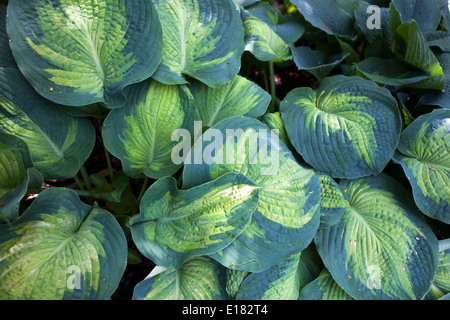 Hosta plant, large leaves of plants in a shady part of the garden Stock Photo