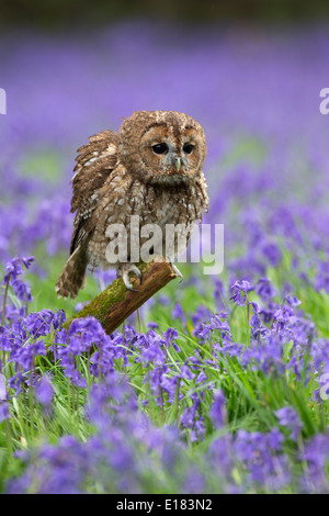 Tawny Owl, Strix aluco sitting in bluebells having a rouse Stock Photo