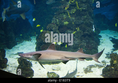 shark, aquarium, barcelona, catalonia, spain, europe Stock Photo