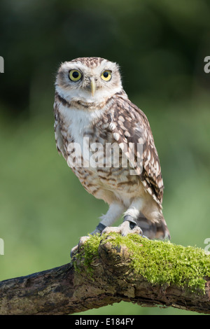 Captive Burrowing Owl Athene Cunicularia on Branch Stock Photo