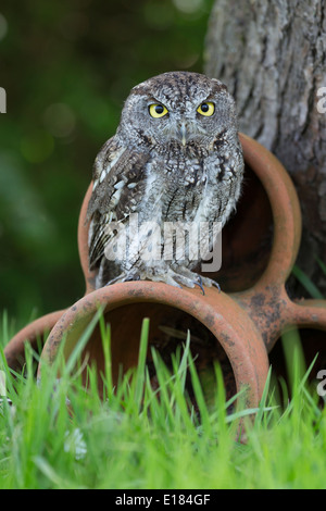 Captive Western Screech Owl Megascops kennicottii Stock Photo