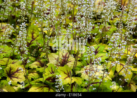 Heucherella “Stoplight” bed Stock Photo