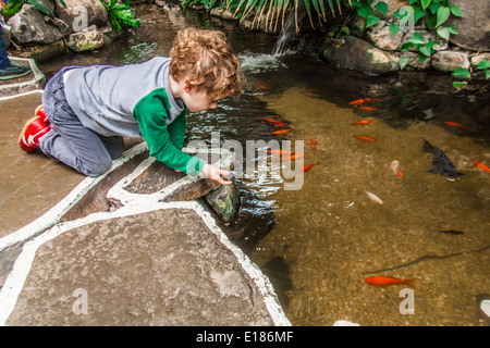 Feeding the fish in the Plaza, Center Parcs Longleat, Wiltshire, England, United Kingdom. Stock Photo