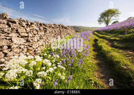 Bluebells and Wild Garlic growing on a limestone hill in the Yorkshire Dales National Park, UK. Stock Photo