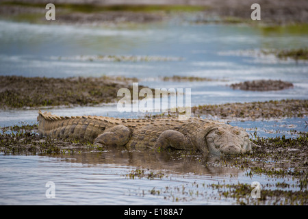 Nile Crocodile in shallow water