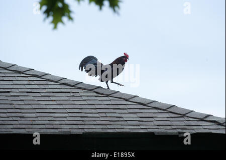 Elmont, New York, USA. 26th May, 2014. A rooster on the roof of a barn at Belmont Park, Monday, May 26, 2014. © Bryan Smith/ZUMAPRESS.com/Alamy Live News Stock Photo