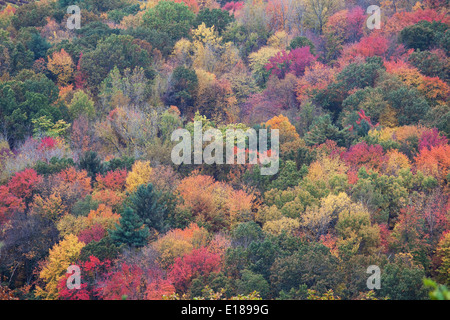 Autumn leaves on trees Stock Photo
