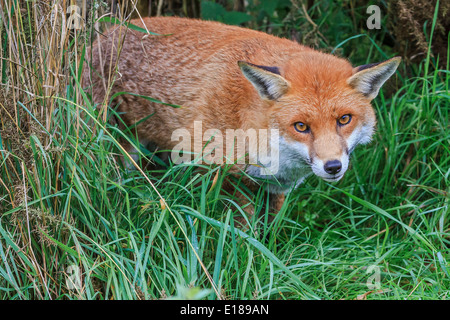 Alert Fox (Canidae Vulpini ) Berkshire UK Stock Photo