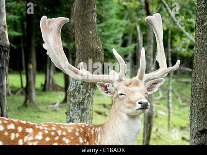 Sleepy deer Stock Photo