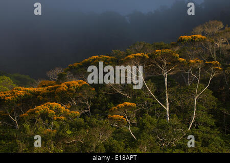 Flowering May Trees in Altos de Campana national park, Republic of Panama. This annual event normally takes place in May. Stock Photo