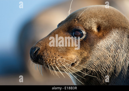 Female Grey Seal watching  on the saltmarshes Stock Photo