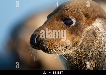 Female Grey Seal watching  on the saltmarshes Stock Photo