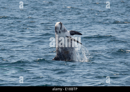 Risso's Dolphin (Grampus griseus) breaching. Monterey, California, Pacific Ocean. Stock Photo