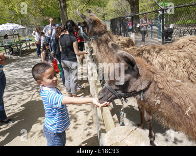 kid feeding animal petting zoo Toronto high park Stock Photo