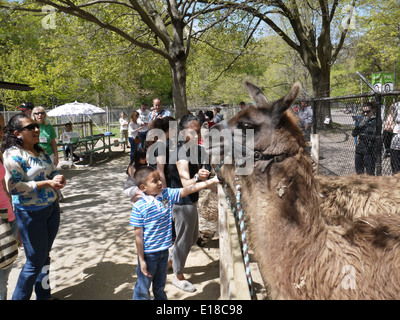 Toronto high park petting zoo Stock Photo