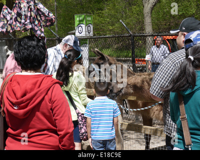 Toronto high park petting zoo Stock Photo