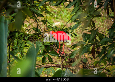 Red ibis with its distinctive scarlet plumage in lush tropical greenery walking along the ground foraging Stock Photo