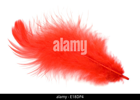 Red feather isolated on white background cutout Stock Photo