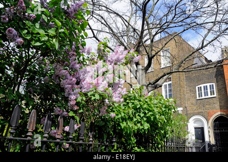 Common Lilac Syringa vulgaris over railings, Compton Terrace Gardens, London Borough of Islington England Britain UK Stock Photo