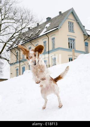 Dog playing in the snow Stock Photo