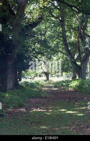 Woodland and woodland paths The Sloden Inclosure between Frogham and Fritham The New Forest Hampshire England Stock Photo