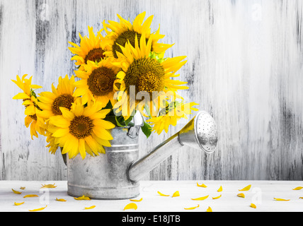 Still Life. Bouquet of sunflowers in watering can Stock Photo