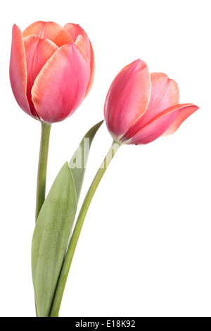 Tulips. Two flowers isolated on a white background Stock Photo - Alamy