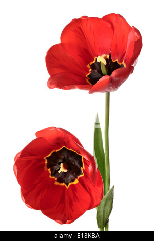 Tulips. Two flowers isolated on a white background Stock Photo - Alamy