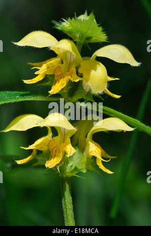 Yellow Archangel - Lamiastrum galeobdolon Stock Photo