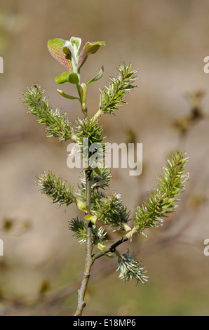 Goat Willow - Salix caprea New spring leaves & female catkins Stock Photo