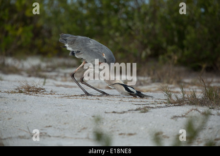 Great blue heron swallowing fish Stock Photo