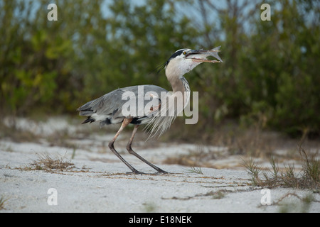Great blue heron swallowing fish Stock Photo