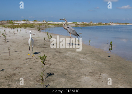Great blue egret and snowy egret on estero beach Stock Photo