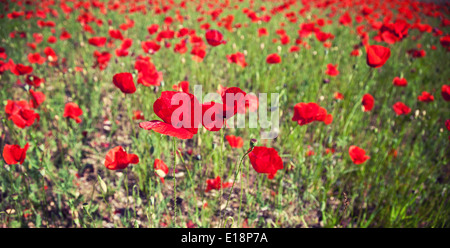 Corn poppy field Stock Photo