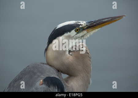 portrait of great blue heron Stock Photo