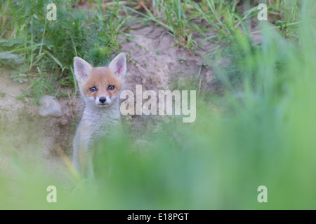 Red Fox kit (Vulpes vulpes) at the entering of den hole Stock Photo