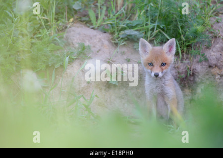 Red Fox kit (Vulpes vulpes) at the entering of den hole Stock Photo