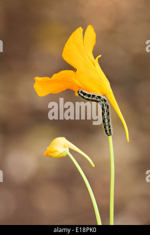 Caterpillar of the Large White, also called Cabbage Butterfly or Cabbage White (Pieris brassicae) Stock Photo