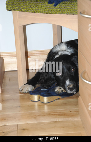 Oscar resting under the dressing table. He is a cross between a border collie and a springer spaniel, a sprollie!