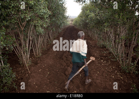 Khat farmer in Koremi village, near Harar, in the Ethiopian Highlands of Africa. Stock Photo