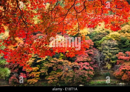 Autumn in Kyoto, Japan. The garden trees are red, orange and yellow Stock Photo